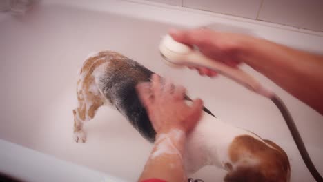 Perro-Beagle-de-4K-con-baño-con-agua