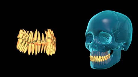 Dentado