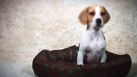 4k-Shot-of-a-Beagle-Puppy-Dog-Seating-on-his-Place,-dolly