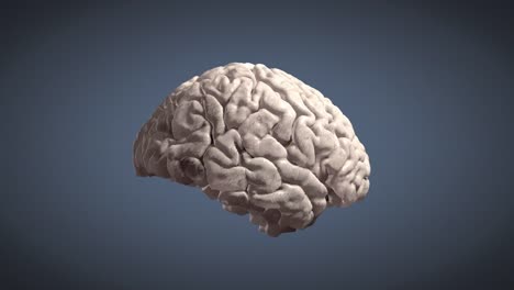 Human-Brain