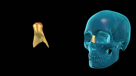 Nasal-Bone