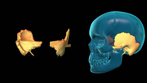 Temporal-Bone