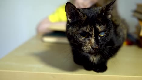 El-gato-oscuro-está-sentado-en-la-mesa-detrás-de-la-cual-el-niño-está-durmiendo.