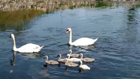 Swans-and-her-babies.-Ugly-ducklings.