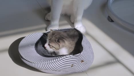 cats-in-the-hat