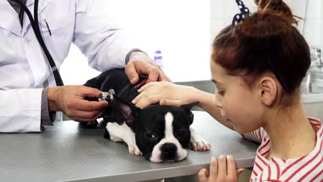 Lindo-cachorro-de-Boston-Terrier-tumbado-sobre-la-mesa-al-veterinario-examinarlo