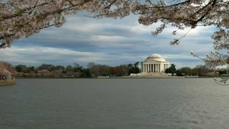 evening-shot-of-the-jefferson-memorial-and-cherry-trees-in-blossom