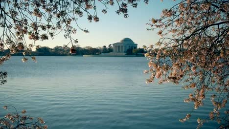 Jefferson-Memorial-mit-den-Gezeitenbecken-Becken-und-Kirschbaum-Blüten