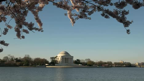 tiro-de-ángulo-medio-del-monumento-de-jefferson-con-cerezos-en-flor-en-primavera