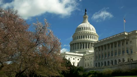 Capitol-Gebäude-und-Blühende-Kirschbäume-in-Washington,-d.c.