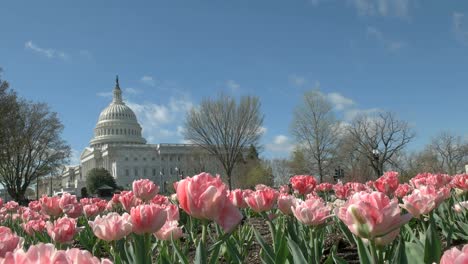 uns-Kapitol-mit-Rosa-Tulpen-Washington-dc