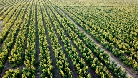 View--of-ripe-peach-trees-garden