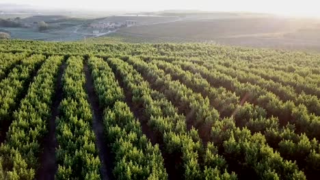 View-from-drone-of-ripe-peach-trees-garden