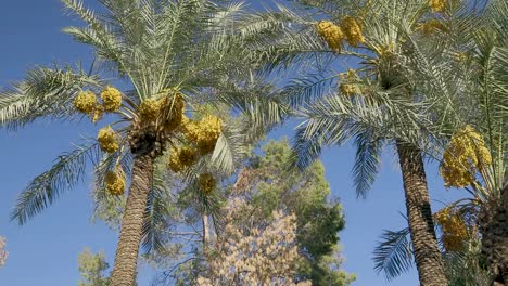 Date-Palm-Tree---Date-Fruit