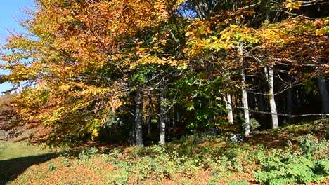 der-Wind-auf-den-Herbstwäldern