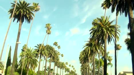 California-palmeras-HD