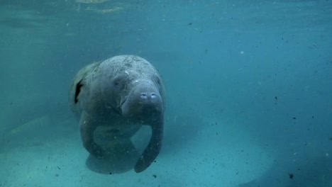 West-Indian-Manatee-Oberfläche-Atem