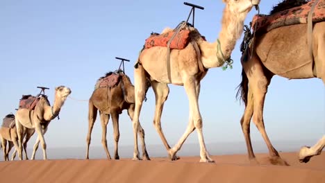 Einem-caravan-von-Kamelen-zu-Fuß-auf-einer-Sanddüne-einer-nach-dem-anderen