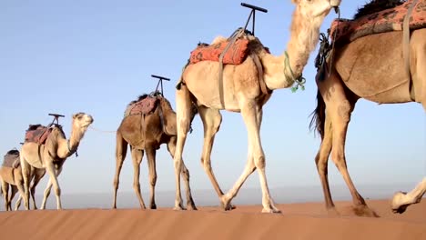 A-caravan-of-camels-walking-on-a-sand-dune-one-after-another