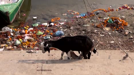 Niñera-cabra-alimentación-de-los-terneros-por-el-río-Ganges-en-varanasí,-India