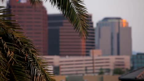 Breeze-Blowing-Palm-Fronds-as-a-Bird-Flies-Through