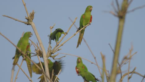 Grupo-de-parrots-parado-en-punta-de-las-ramas-de-un-viejo-árbol-sin-hojas-en-invierno,-preparando-un-fly-(Estacione-y-Vuele),-con-un-fondo-con-cielo-azul