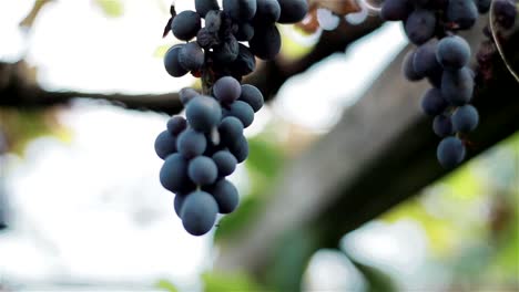 Bunches-of-ripe-and-drying-organic-black-wine-grapes-on-vine-branch-of-autumn-fall-harvest.-Macro-close-up