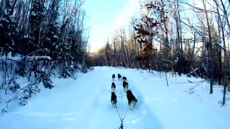 Siberian-dog-pulling-sleigh