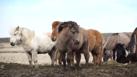 Icelandic-horses-in-the-open-windy-beautiful-field-during-winter-time.-Double-layer-fur-to-prevent-them-from-extreme-weather-4K-shot