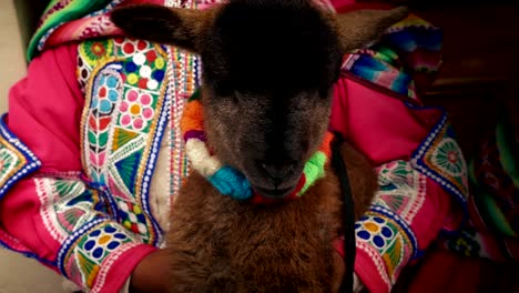 Lamb-Held-By-South-American-Woman-In-Traditional-Dress