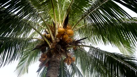 Coconut-árbol-con-coconuts