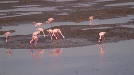 flamingos-walking-and-feeding