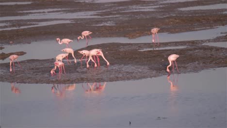 Flamingos-zu-Fuß-und-Fütterung