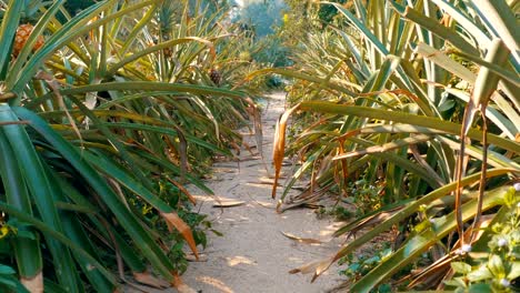 Plantación-de-piña-en-la-granja-de-Tailandia-en-temporada