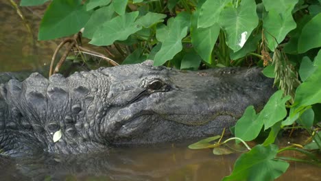 Alligator-Nahaufnahme-portrait