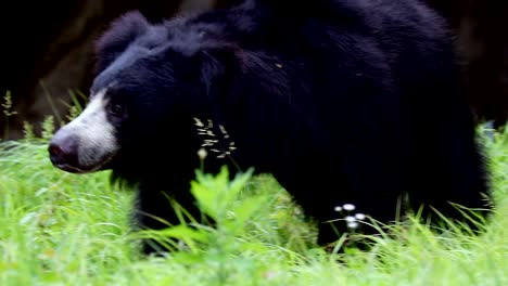 Sloth-bear-strolling-in-grass