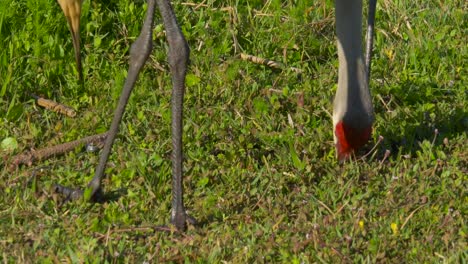 Cerrar-Sandhill-Crane-(Grus-canadensis),-Florida