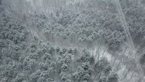 Wald-in-Südkorea-schneit.-gangdo
