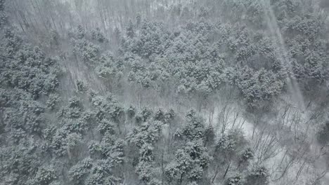 snowing-forest-in-south-korea.-gangdo