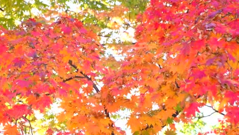 Schön-im-Herbst-Hintergrund