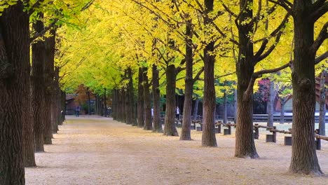 Ansicht-Reihe-von-Ginkgo-Biloba-im-Herbst-bei-Nami-Insel-der-Republik-Korea