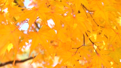 Schön-im-Herbst-Hintergrund