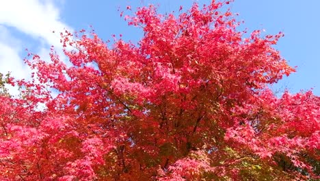 Schön-im-Herbst-Hintergrund