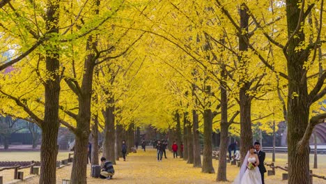 Timelapse-Autumn-of-Nami-island,Tourists-swarming-through-Nami-island-in-Korea