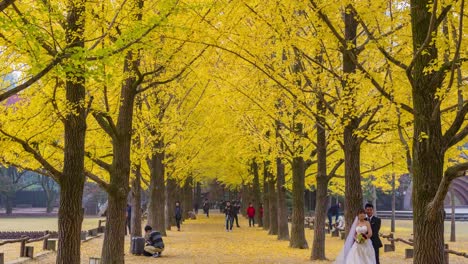 Timelapse-Herbst-Nami-Insel,-Touristen-schwärmen-durch-Nami-Insel-in-Korea