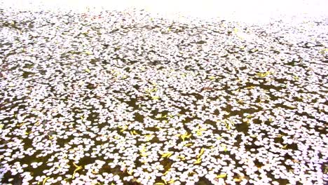 Cherry-Blossom-aka-Sakura-Blatt-fallen-auf-den-Boden-im-Wasser