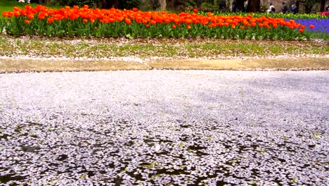 Flor-de-cerezo-aka-Sakura-hoja-caída-en-el-suelo-en-el-agua