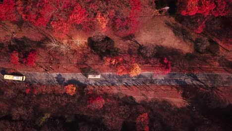 Aerial-view-autumn-forest-of-Naejangsan-National-Park,South-Korea.