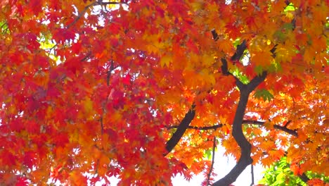 Hermoso-fondo-de-otoño