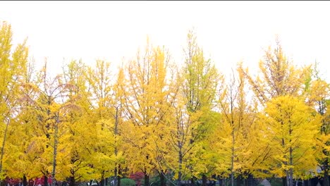 Ginkgo-biloba-in-autumn-at-Nami-Island-of-South-Korea